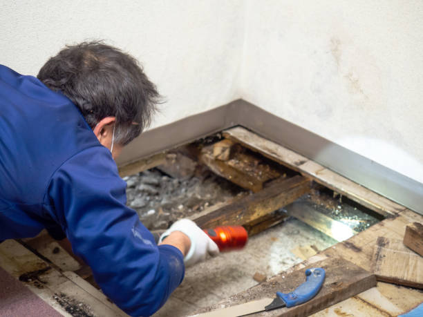 Trusted Ruleville, MS Mold Removal Experts