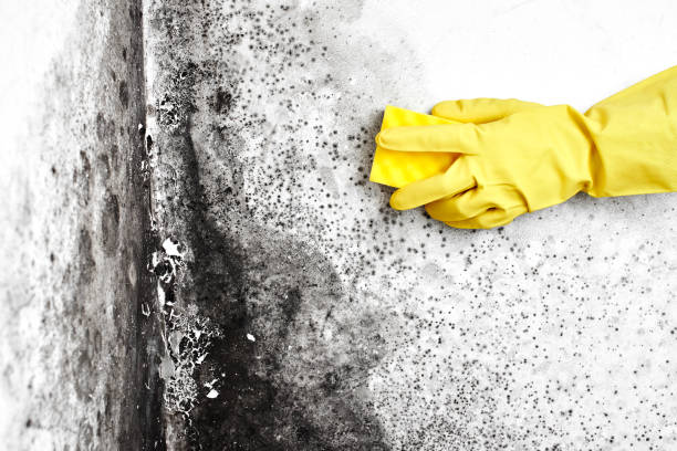 Best Certified Mold Removal  in Ruleville, MS