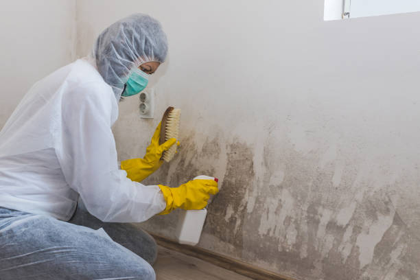 Best Best Mold Removal Companies  in Ruleville, MS