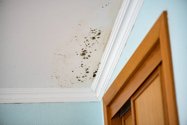 Best Office Mold Removal Services  in Ruleville, MS
