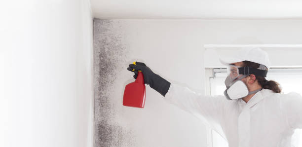 Attic Mold Removal in Ruleville, MS