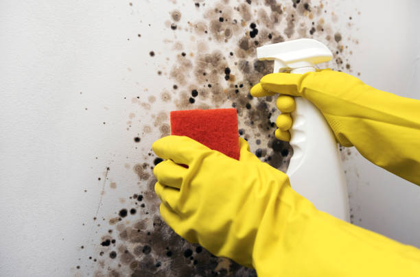 Best Mold Removal Company Near Me  in Ruleville, MS