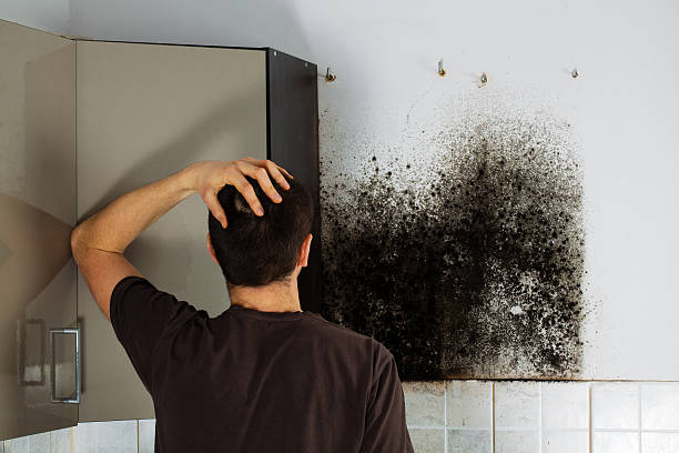 Best Black Mold Removal  in Ruleville, MS